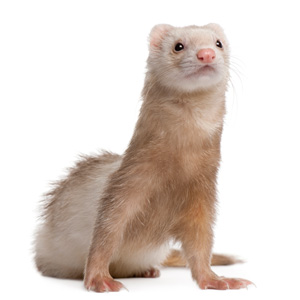 Ferret cage accessories and cozies