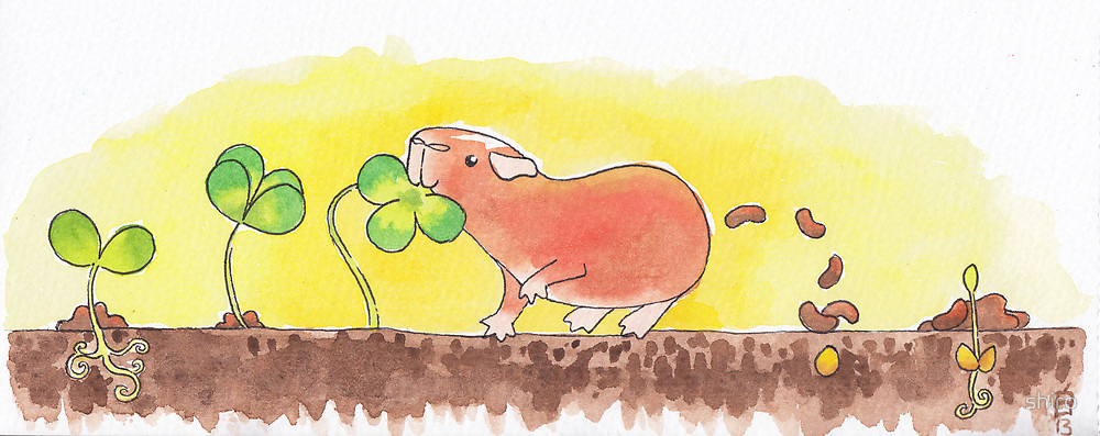Cute image of guinea pig pooping--the cycle of life--at the Guinea Pig Market