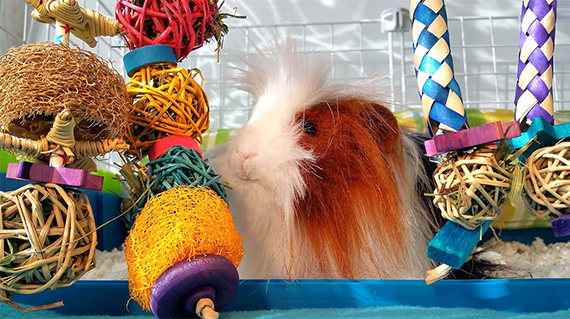 cool toy combo of many guinea pig toys