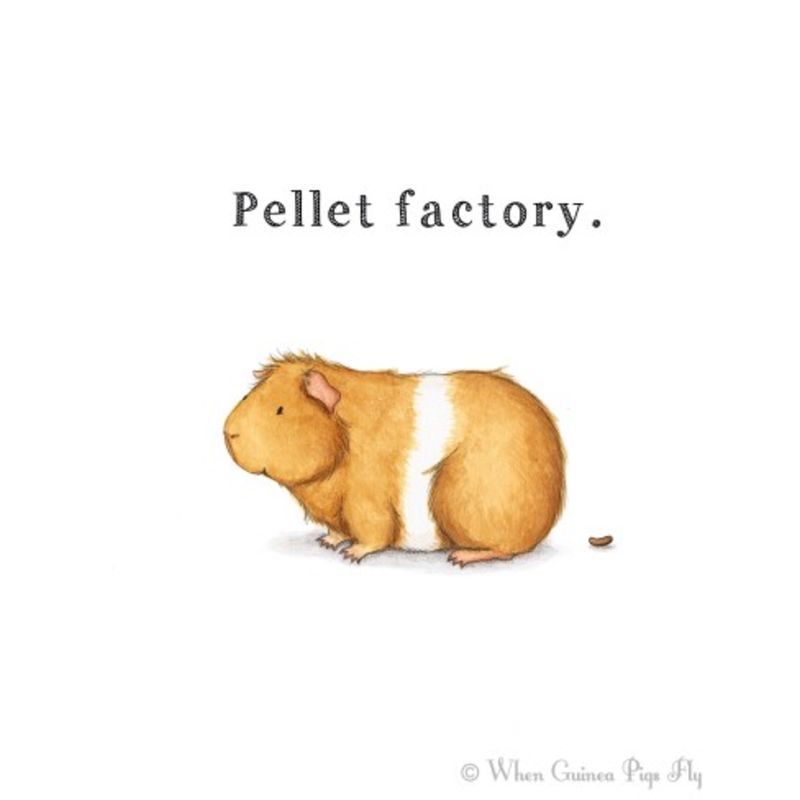 Pellet Factory Guinea Pig Print