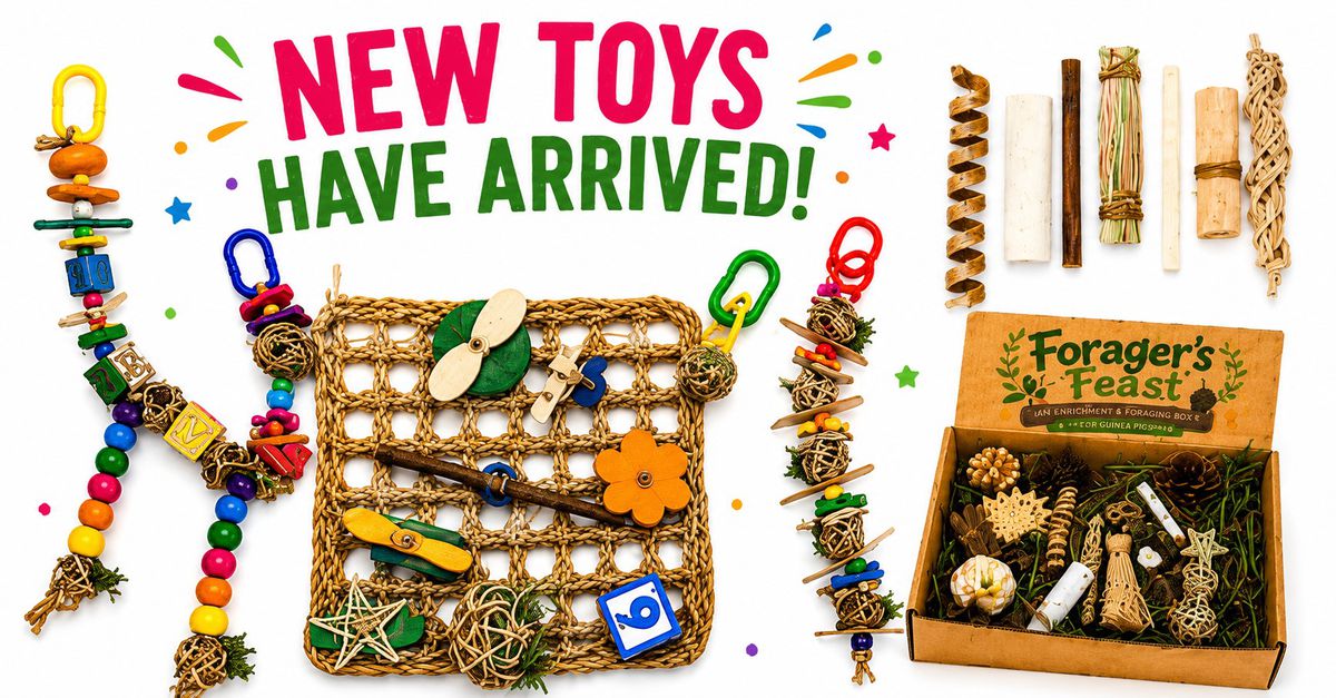New Guinea Pig Toys - Chew, Forage & Play | Guinea Pig Market