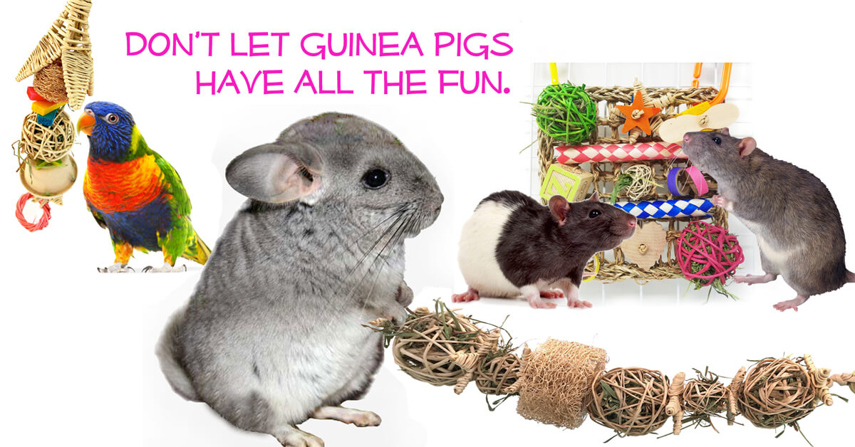 Toys for Rats, Chins & Birds, too!