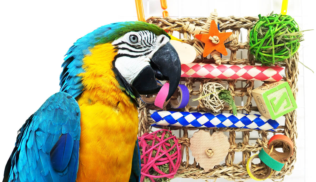 Chew Toys for Birds
