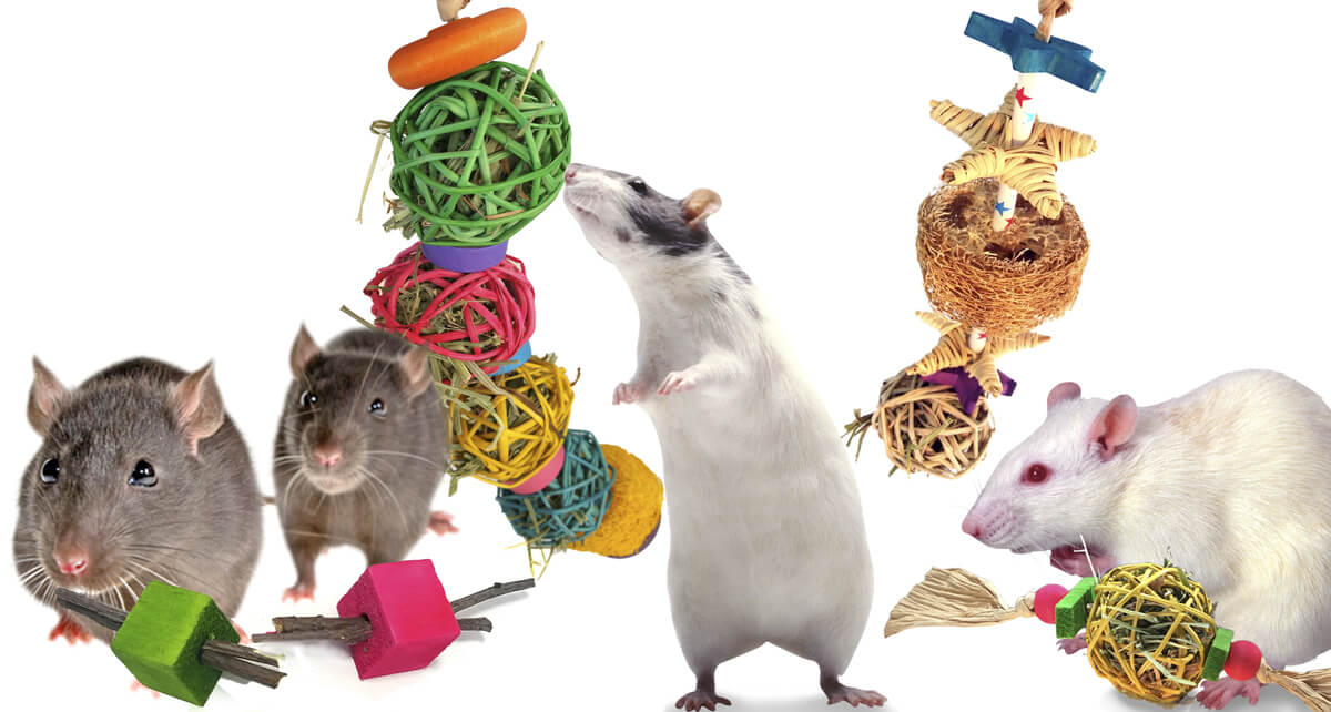 Chew Toys for Rats