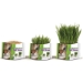 Pet Grass Grow Steps