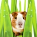 Piggy Hiding in Grass
