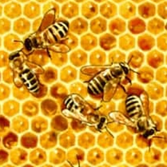 Beehive