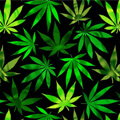 Cannabis