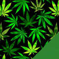 Cannabis