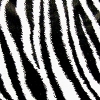 Zebra Fabric