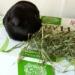 Guinea Pig with Hay