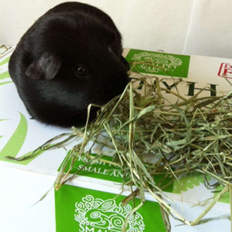 Illustration of Timothy Hay Guinea Pig Pellets Health Benefits