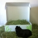 Small Pet Select Hay