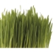 Wheat Grass