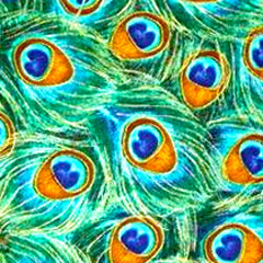 Peacock Feathers