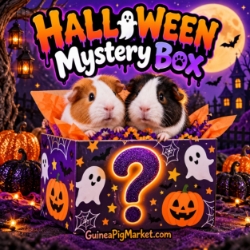 Halloween Mystery Box 